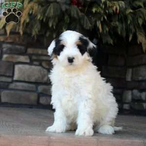 Paxton, Mini Golden Mountain Doodle Puppy