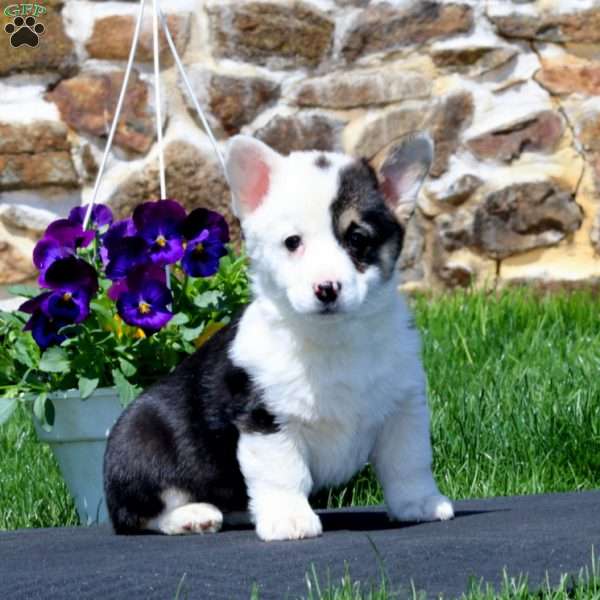 Peaches, Pembroke Welsh Corgi Puppy