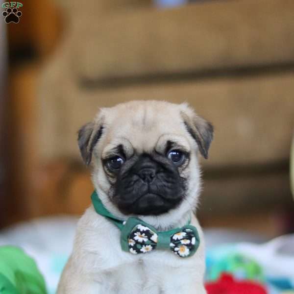 Peanut, Pug Puppy