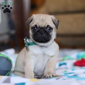 Peanut, Pug Puppy