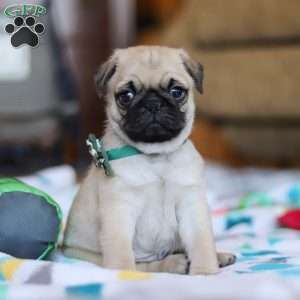 Peanut, Pug Puppy