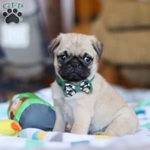 Peanut, Pug Puppy