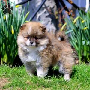 Pomeranian Puppies For Sale - Greenfield Puppies