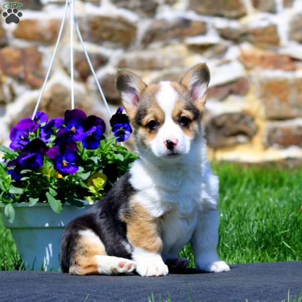 Pearl, Pembroke Welsh Corgi Puppy