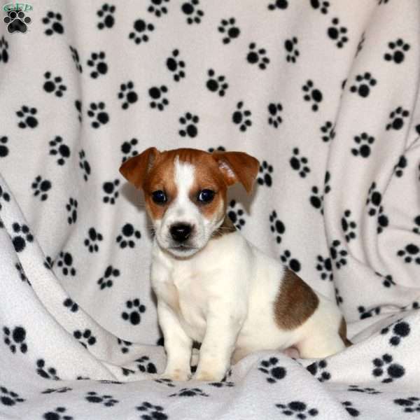 Peggy, Jack Russell Terrier Puppy