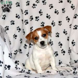 Peggy, Jack Russell Terrier Puppy