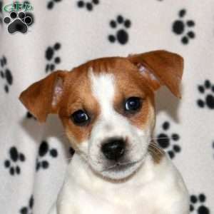 Peggy, Jack Russell Terrier Puppy