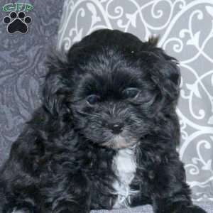 Pepper, Toy Poodle Mix Puppy