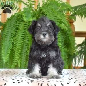 Peppermint, Miniature Schnauzer Puppy