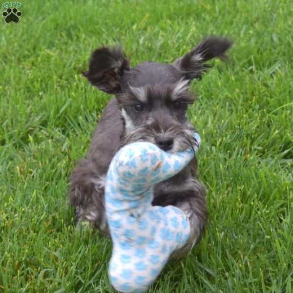Peppermint, Miniature Schnauzer Puppy