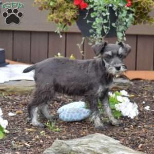 Peppermint, Miniature Schnauzer Puppy