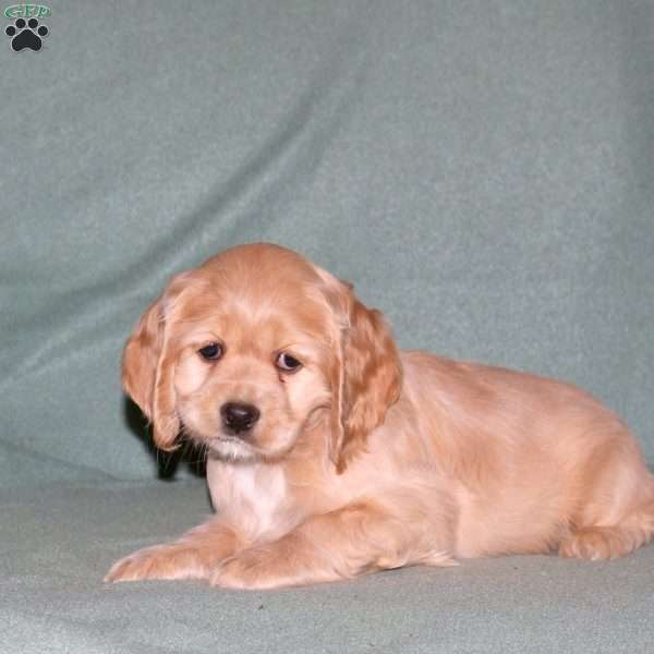 Pepsi, Cocker Spaniel Puppy