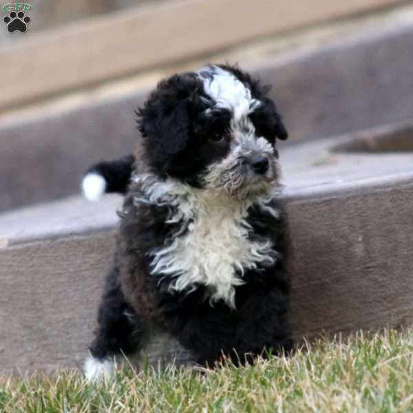 Pepsi, Mini Aussiedoodle Puppy