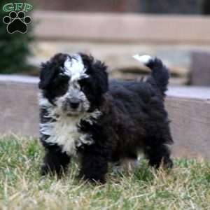 Pepsi, Mini Aussiedoodle Puppy