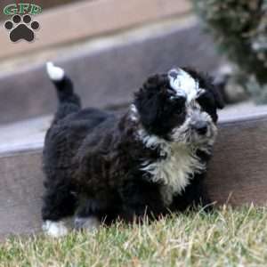 Pepsi, Mini Aussiedoodle Puppy