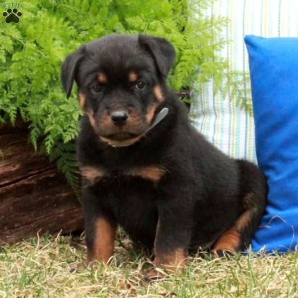 Percy, Rottweiler Puppy