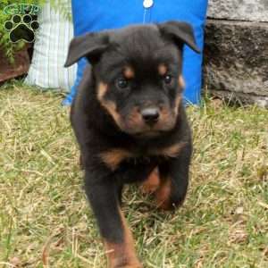 Percy, Rottweiler Puppy