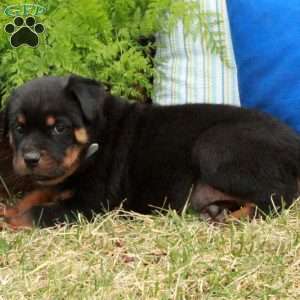 Percy, Rottweiler Puppy