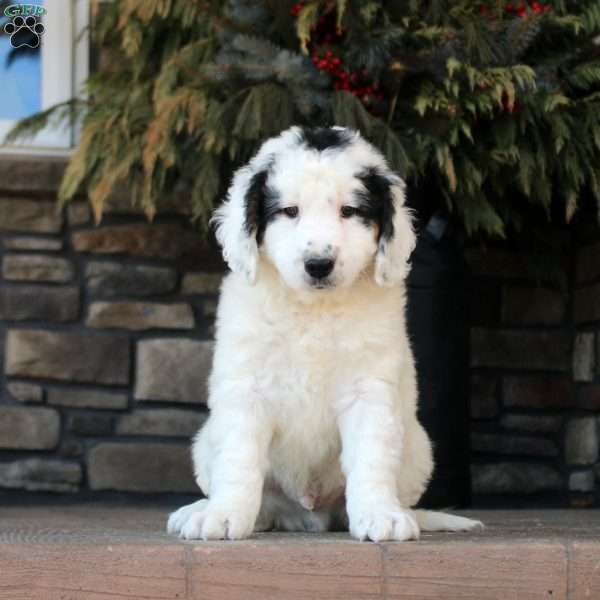 Percy, Mini Golden Mountain Doodle Puppy