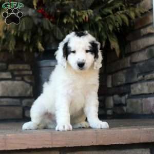 Percy, Mini Golden Mountain Doodle Puppy