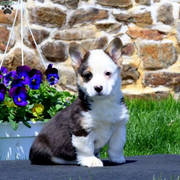 Petals, Pembroke Welsh Corgi Puppy