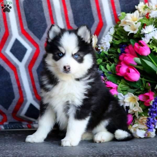 Petals, Pomsky Puppy