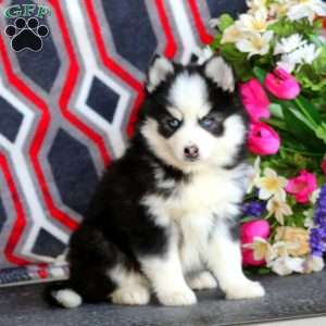 Petals, Pomsky Puppy