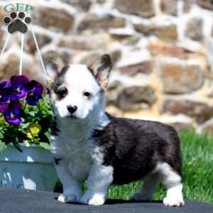 Petals, Pembroke Welsh Corgi Puppy