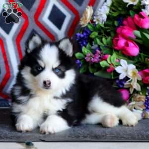 Petals, Pomsky Puppy