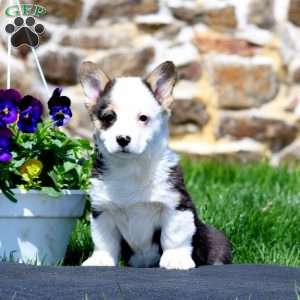 Petals, Pembroke Welsh Corgi Puppy