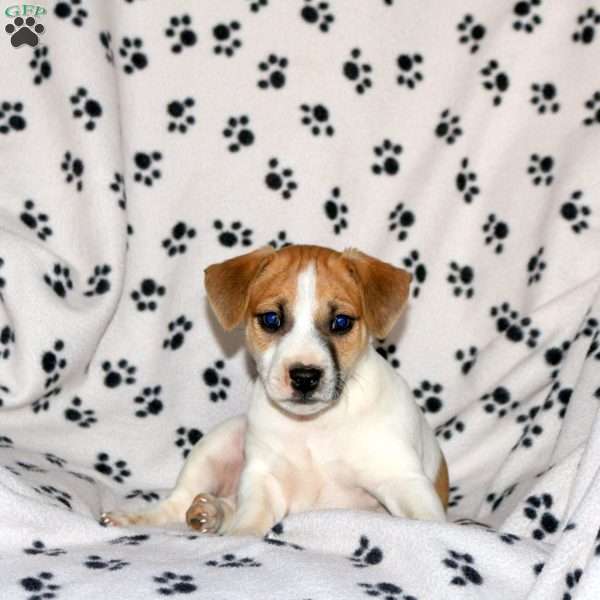 Peter, Jack Russell Terrier Puppy