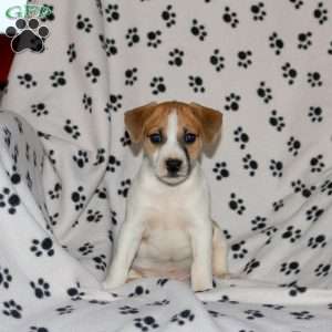 Peter, Jack Russell Terrier Puppy