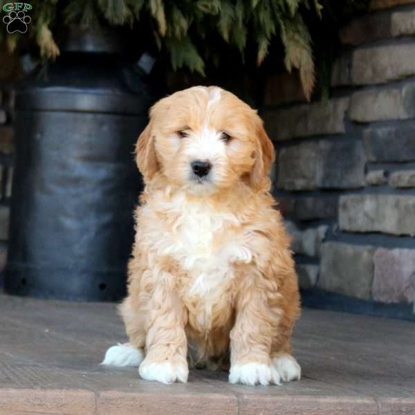 Peter, Mini Golden Mountain Doodle Puppy