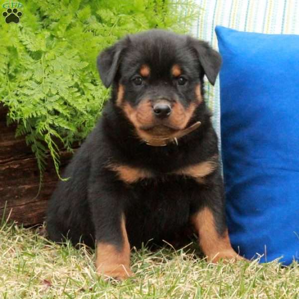 Petey, Rottweiler Puppy