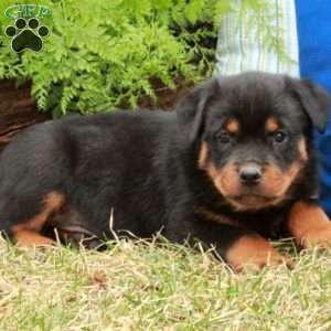 Petey, Rottweiler Puppy