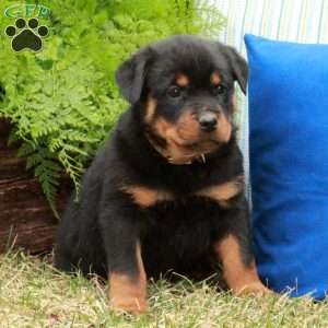 Petey, Rottweiler Puppy