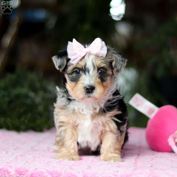 Petonia, Yorkie Poo Puppy