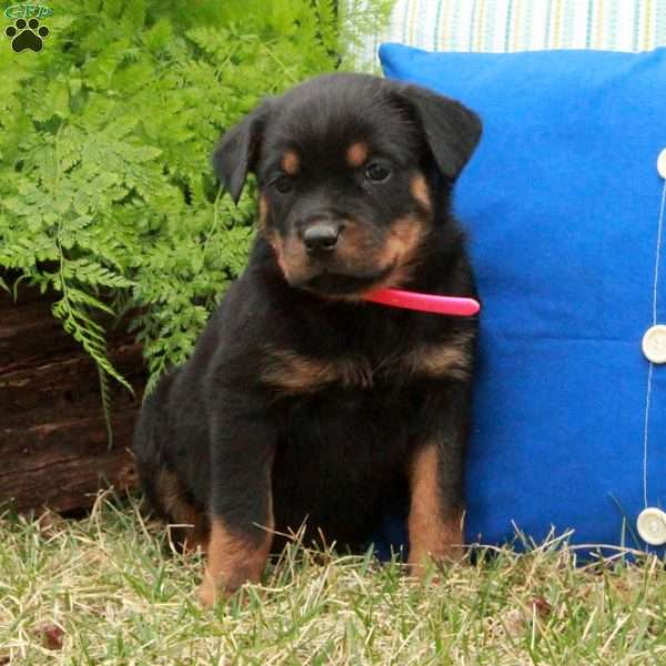 Petunia, Rottweiler Puppy