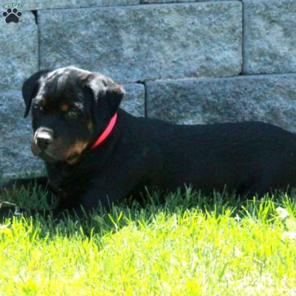Petunia, Rottweiler Puppy