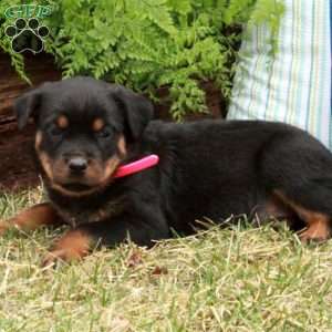 Petunia, Rottweiler Puppy