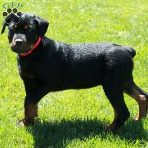 Petunia, Rottweiler Puppy