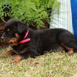 Petunia, Rottweiler Puppy