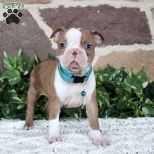 Petunia, Boston Terrier Puppy