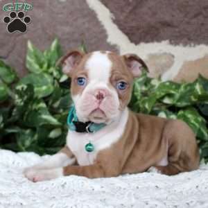 Petunia, Boston Terrier Puppy