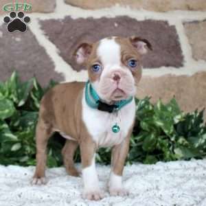 Petunia, Boston Terrier Puppy