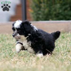 Peyton, Mini Aussiedoodle Puppy