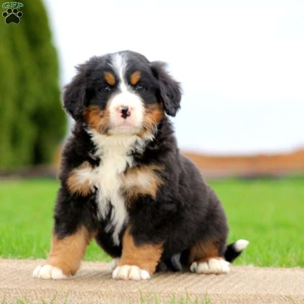 Peyton, Bernese Mountain Dog Puppy
