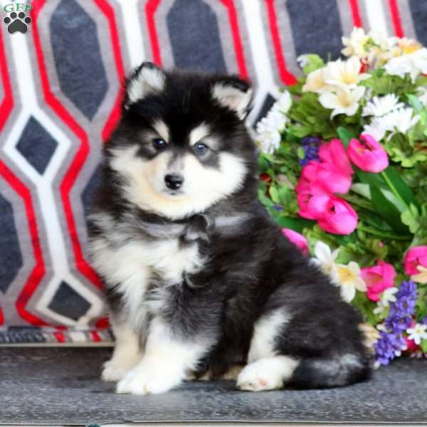 Peyton, Pomsky Puppy