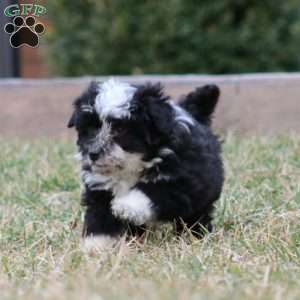 Peyton, Mini Aussiedoodle Puppy