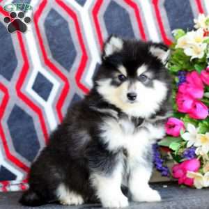 Peyton, Pomsky Puppy